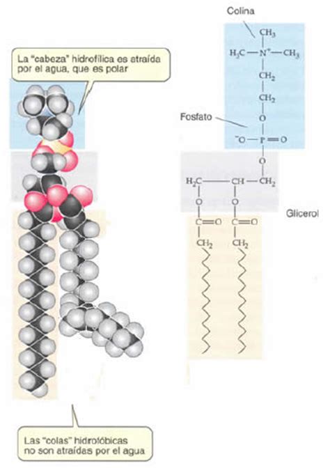 Fosfolípidos » Blog de Biología