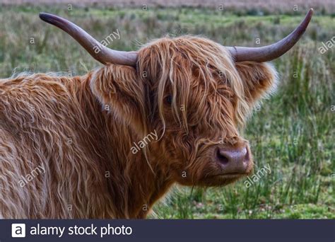 Hairy Cows Hi Res Stock Photography And Images Alamy