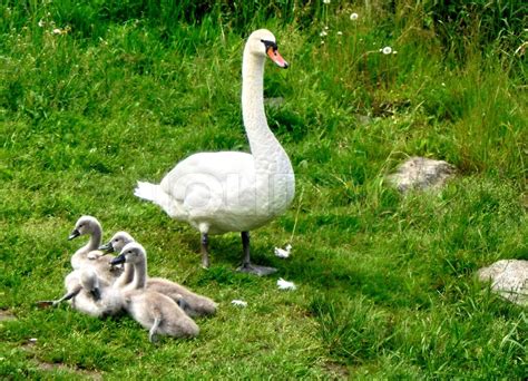 schwan family net worth forbes