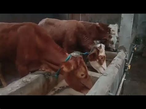 Blusukan Di Kandang Sapi Kambing Mbah Ratman Ngamuk YouTube