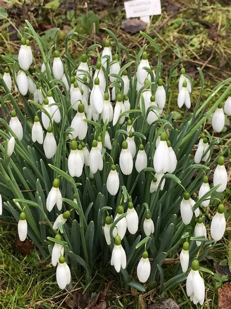 Galanthus