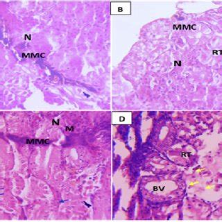 (A-D). Representative photomicrographs of kidney tissues of Oreochromis ...