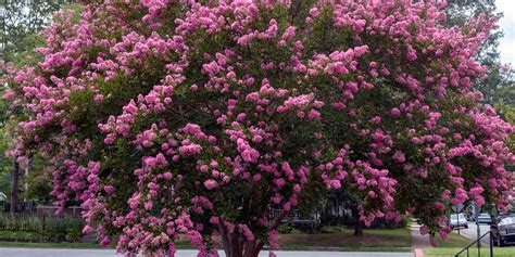 Crepe Myrtle Bark Peeling: Causes and Solutions - GFL Outdoors