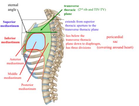 Lecture 2 Mediastinum Flashcards Quizlet