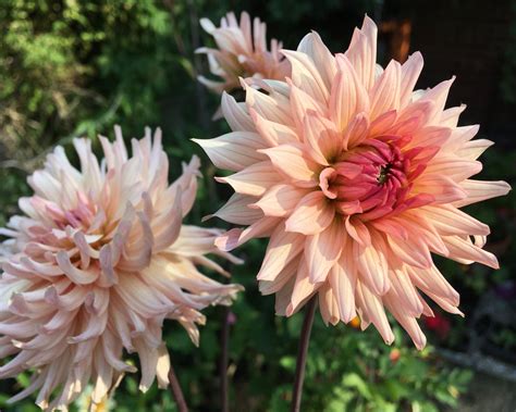 Dahlia Preference Tubers — Buy Online At Farmer Gracy Uk