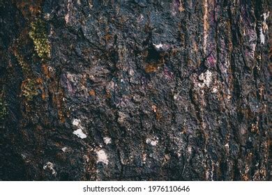 Wood Texture Pine Tree Stock Photo 1976110646 | Shutterstock