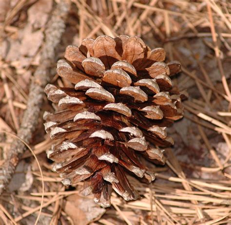 Pinus Taeda Pinaceae Image 168088 At PhytoImages Siu Edu