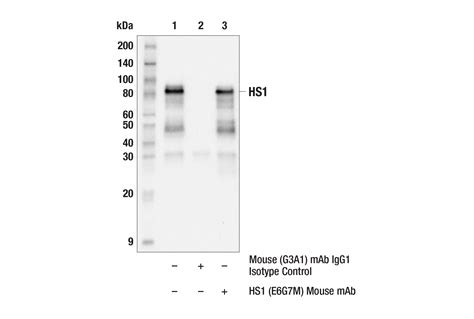 Hs1 E6g7m Mouse Mab Cell Signaling Technology