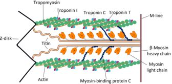 Tropomyosin - Wikipedia