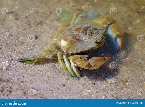 Blue Crab At Water S Edge Stock Photo Image Of Edge 61306414