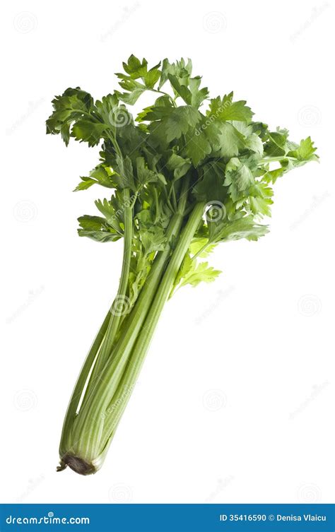 Stalk Of Celery Stock Photo - Image: 35416590