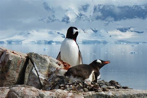 Penguins Birds Antarctic Close - Free photo on Pixabay - Pixabay