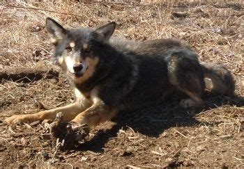 Coydog | Coyote Dog Mix ~ Behavaiour, Info, Sound, Pictures