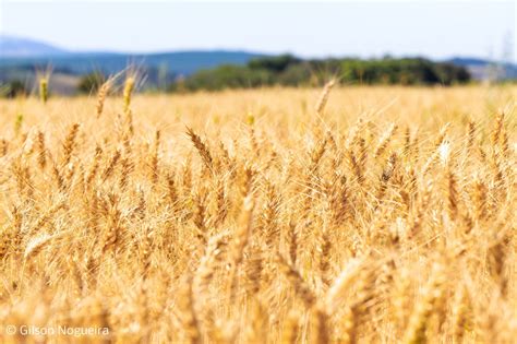 Produ O De Trigo Cresce Em Minas Gerais Conhe A Minas