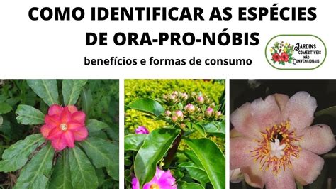 COMO IDENTIFICAR AS ESPÉCIES DE ORA PRO NÓBIS BENEFICIOS E FORMAS DE