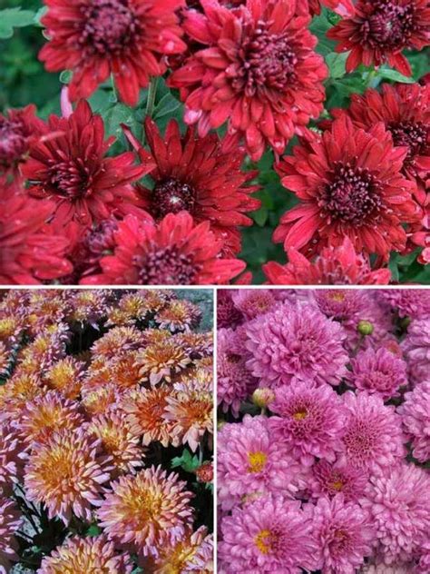 Mum Cushion Collection Bluestone Perennials In 2022 Chrysanthemum