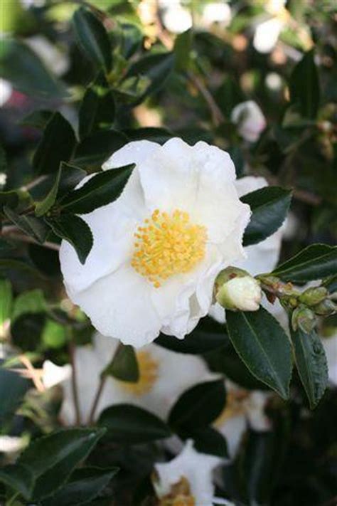 Camellia Sasanqua Setsugekka White Devil Mountain Wholesale Nursery