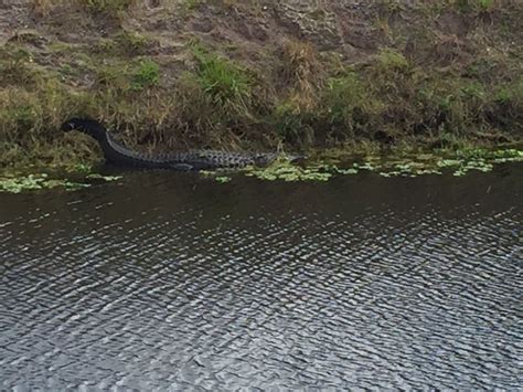 Pin by Brian McAloon on South Florida Canal Fishing | Canals, South ...