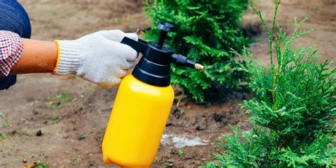 Winter Is Coming Get Your Garden Ready With These Last Minute Tips From Tanya Royal City