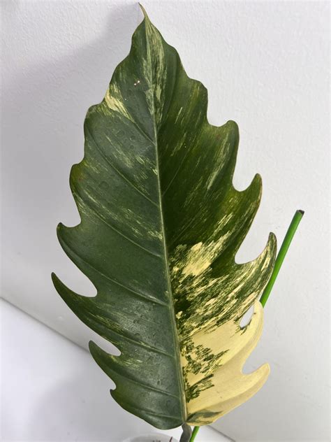 Philodendron Caramel Marble Variegated GrogensGarden