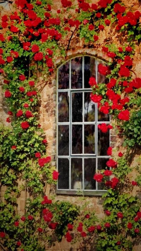 20 Favorite Flowering Vines And Climbing Plants Artofit