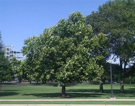 NASA releases map of Moon trees – Kimdeyir