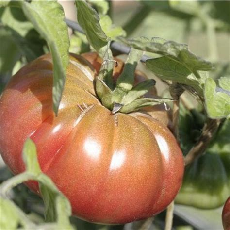 Semences Tomate Purple Calabash Bio 50 Graines Ferme De Sainte