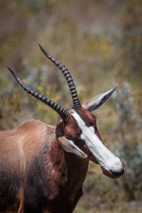 Photograph of a Sable Antelope with Long Horns · Free Stock Photo