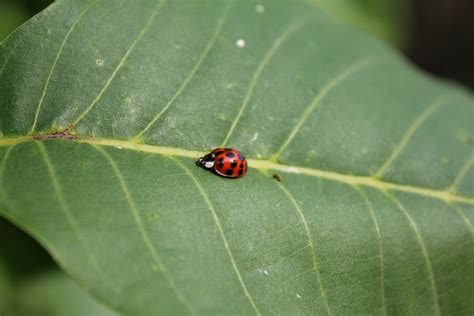 Free Picture Ladybug Beetle Side View Green Leaves Insect