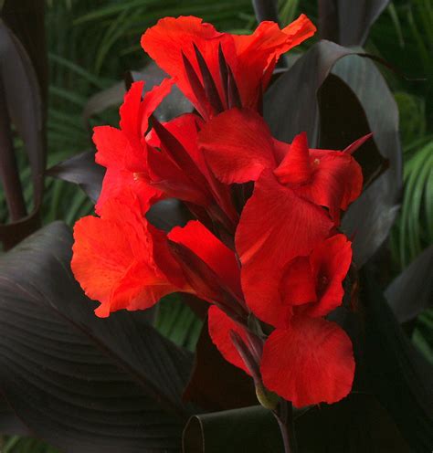 My Blooming Garden: Canna flowers