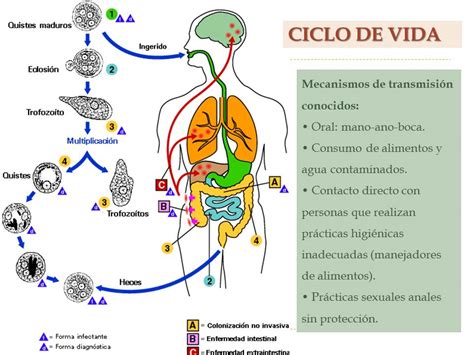 Amebiasis Intestinal Videos Educativos