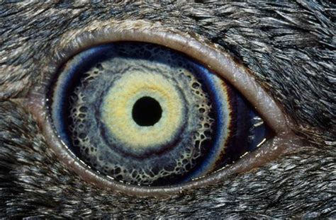 Macro Photography Of Animal Eyes