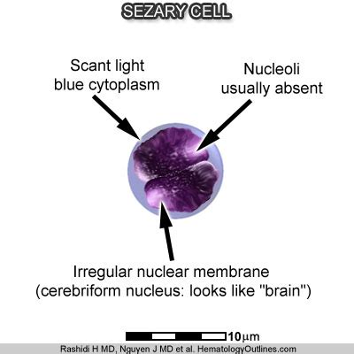 Cerebriform Nuclei