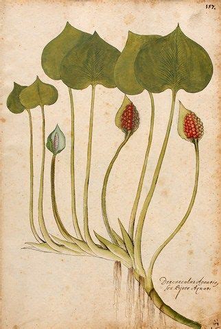 Over Free Botanical Vintage Prints Herbariums Vintage Prints