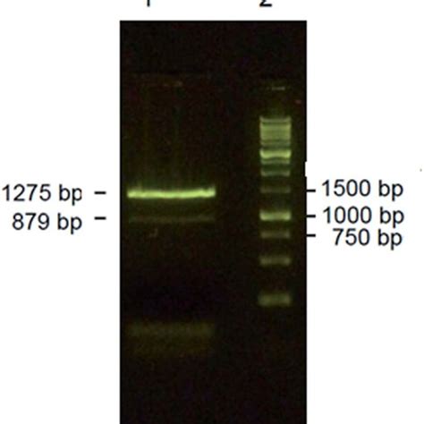 Detection Of Pdna From E Coli Cells Containing Either The Bp K