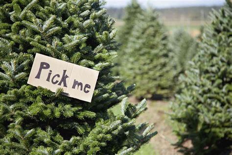 14 Types of Christmas Trees to Know Before Heading to the Farm