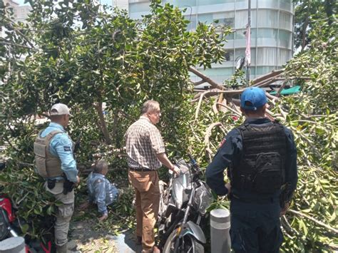 Arbol De 20 Metros Cae Sobre Personas En Polanco MEGANOTICIAS