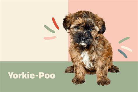 Yorkie-poo Dog Breed Information and Characteristics | Daily Paws