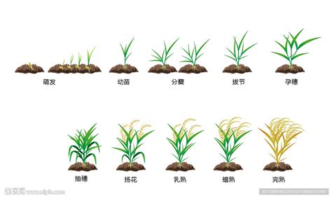 水稻生长过程设计图其他广告设计设计图库昵图网