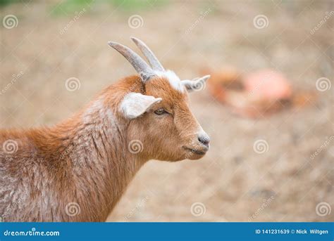 Portrait of a Cute Orange Colored Goat Stock Image - Image of horns, portrait: 141231639