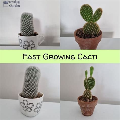 How Fast Do Cacti Grow 4 Ways To Encourage A Fast Growing Cactus