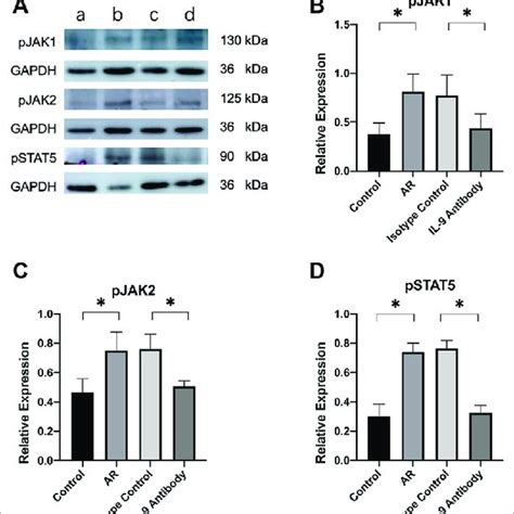 Expression Of Jak And Stat In Mucosa A Western Blot Analysis For