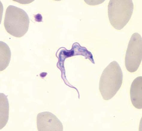 Trypanosoma | Protists, Biology, Nerd love