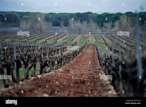 France Vineyard In South Of France Var Region France Wine