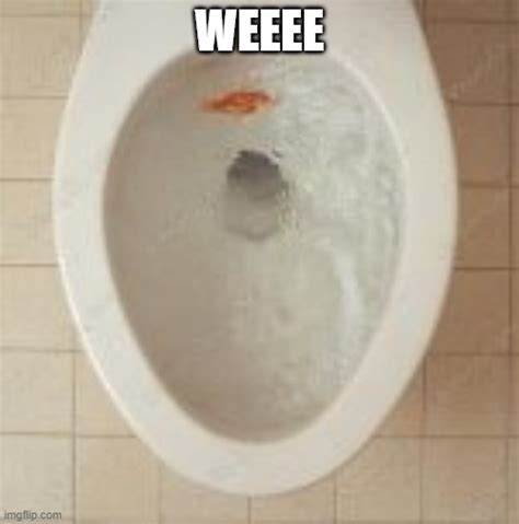 Goldfish Toilet Burial Imgflip