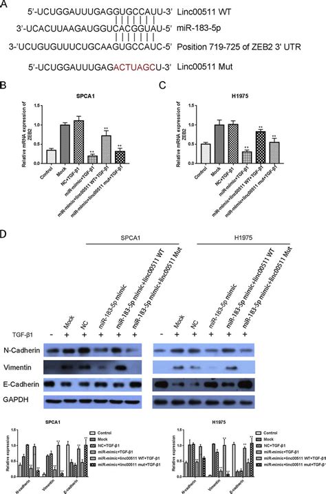 Knocking Down Linc Suppresses Tgf Beta Induced Emt By Sponging