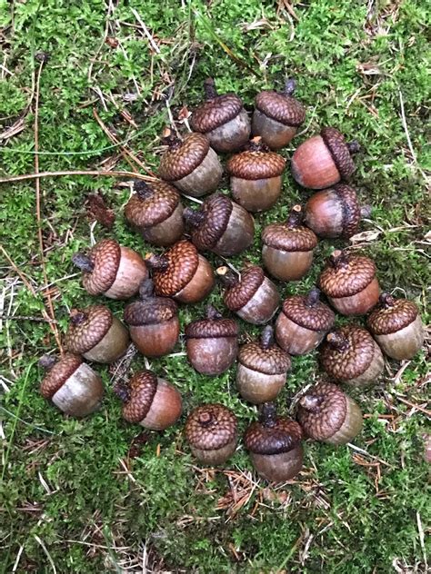 Acorns Red Oak 25 count Large in Size | Etsy