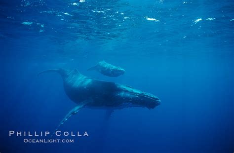 North Pacific Humpback Whale Cow Calf Megaptera Novaeangliae Maui