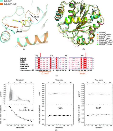 Iucr Crystal Structures Of The N Terminal Domain Of The