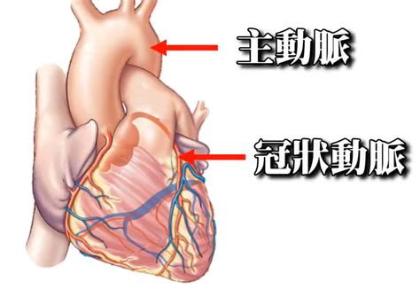 維持心臟不斷跳動，冠狀動脈循環｜許原彰醫師